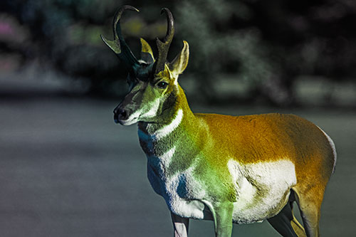 Male Pronghorn Keeping Watch Over Herd (Rainbow Tint Photo)