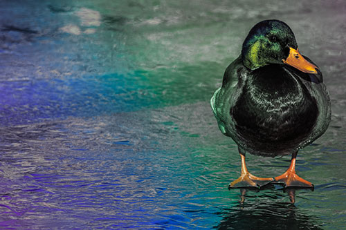 Mallard Duck Enjoying Sunshine Among Icy River Water (Rainbow Tint Photo)