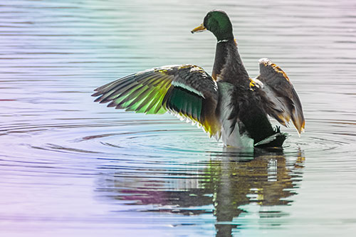 Mallard Duck Flaps Illuminated Wings Among Lake (Rainbow Tint)