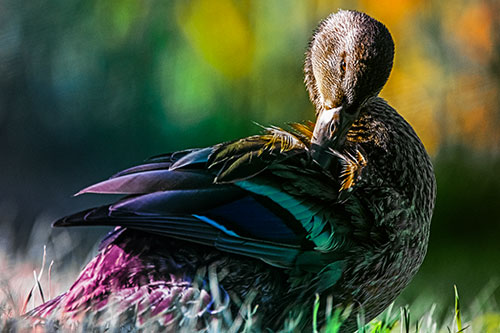 Mallard Duck Grooming Feathered Back (Rainbow Tint Photo)