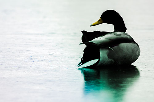 Mallard Duck Resting Atop Ice Frozen Lake (Rainbow Tint Photo)