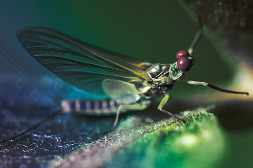 Mayfly Reaches Towards Plant Stem (Rainbow Tint)