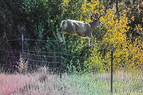 Midair Soaring Mule Deer Flying Over Fence (Rainbow Tint)
