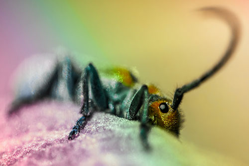 Milkweed Beetle Hiding Behind Leaf Petal (Rainbow Tint)