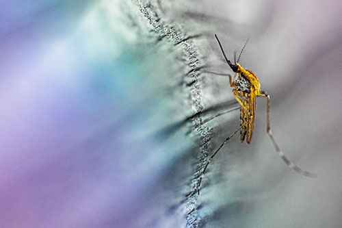 Mosquito Stretches Leg Among Wood (Rainbow Tint)