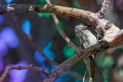 Mountain Chicadee Clamps Onto Bending Tree Branch (Rainbow Tint)