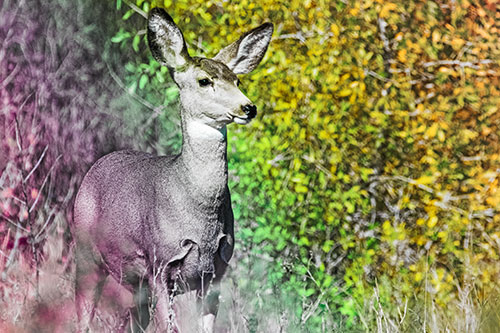 Mule Deer Gazes Across Landscape Horizon (Rainbow Tint)