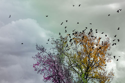 Murder Of Crows Swarm Autumn Tree (Rainbow Tint)