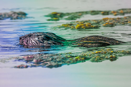 Muskrat Swimming Among Floating Algae (Rainbow Tint)