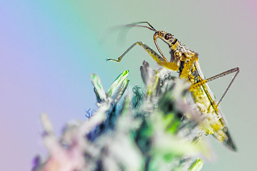 Nabis Lineatus Crawling Atop Plantago (Rainbow Tint)