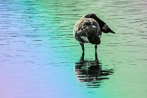 Neck Contorting Canadian Goose Grooming Among Shallow Water (Rainbow Tint)