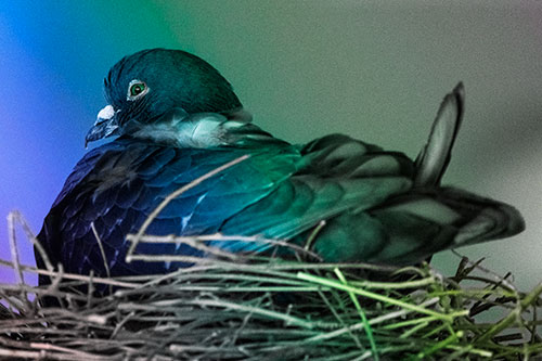 Nesting Pigeon Keeping Watch (Rainbow Tint Photo)