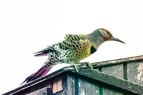 Northern Flicker Woodpecker Crouching Atop Birdhouse (Rainbow Tint)