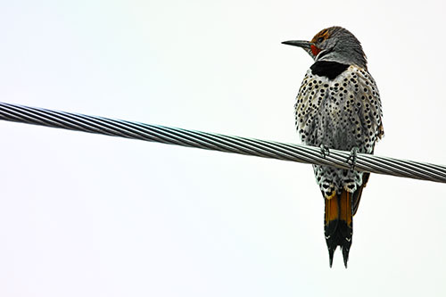 Northern Flicker Woodpecker Perched Atop Steel Wire (Rainbow Tint)