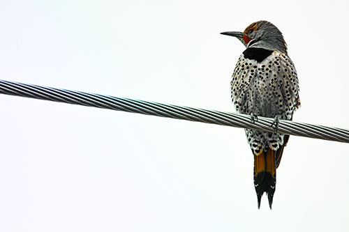 Northern Flicker Woodpecker Perched Atop Steel Wire (Rainbow Tint Photo)