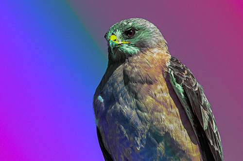 Observant Rough Legged Hawk Watching Intensely (Rainbow Tint)