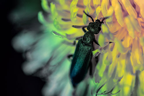Oedemera Beetle Feasting Among Dandelion (Rainbow Tint)