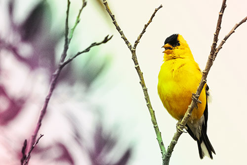 Open Mouthed American Goldfinch Standing On Tree Branch (Rainbow Tint Photo)