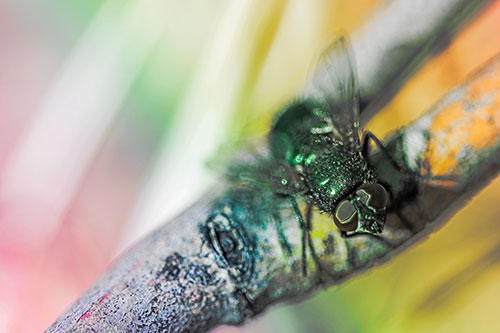 Open Mouthed Blow Fly Looking Above (Rainbow Tint Photo)