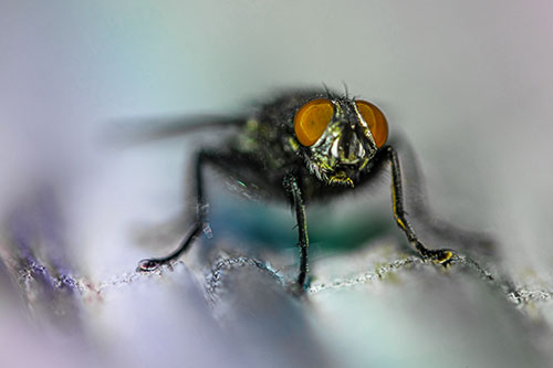 Open Mouthed Cluster Fly Shocked With Fear (Rainbow Tint)