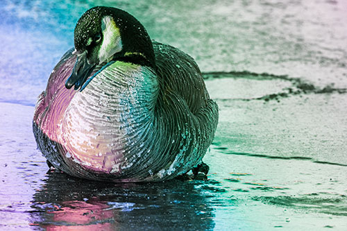 Open Mouthed Goose Laying Atop Ice Frozen River (Rainbow Tint Photo)