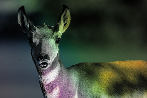 Open Mouthed Pronghorn Gazes In Shock (Rainbow Tint Photo)