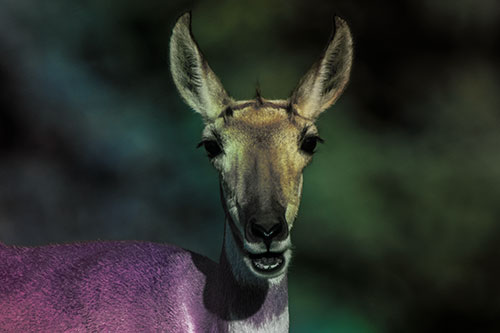 Open Mouthed Pronghorn Spots Intruder (Rainbow Tint Photo)