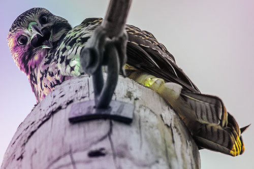 Open Mouthed Red Tailed Hawk Squawking Downward (Rainbow Tint)