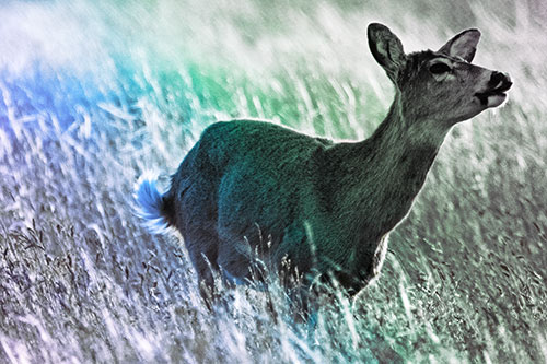Open Mouthed White Tailed Deer Among Wheatgrass (Rainbow Tint Photo)