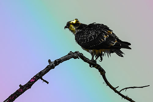 Osprey Hawk Balancing Among Bending Tree Branch (Rainbow Tint)