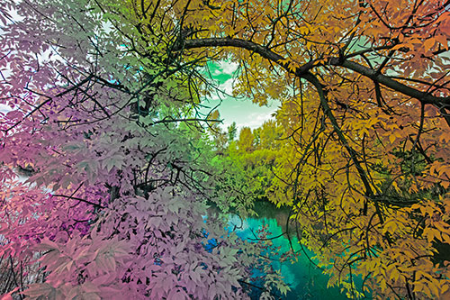 Overlooking River Through Bending Leaf Covered Autumn Tree Branch (Rainbow Tint)