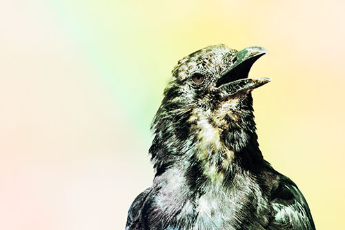 Panting Open Mouthed Crow Cooling Down Among Heat (Rainbow Tint)
