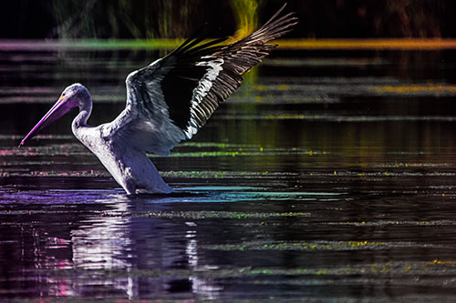 Pelican Takes Flight Off Lake Water (Rainbow Tint)