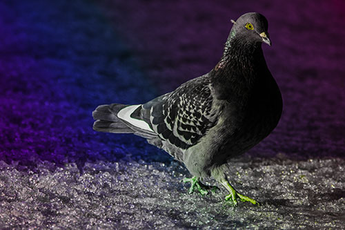 Pigeon Crosses Shadow Covered River Ice (Rainbow Tint Photo)