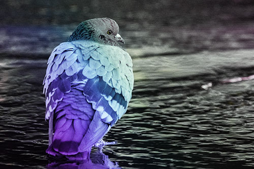 Pigeon Glancing Backwards Among River Water (Rainbow Tint Photo)