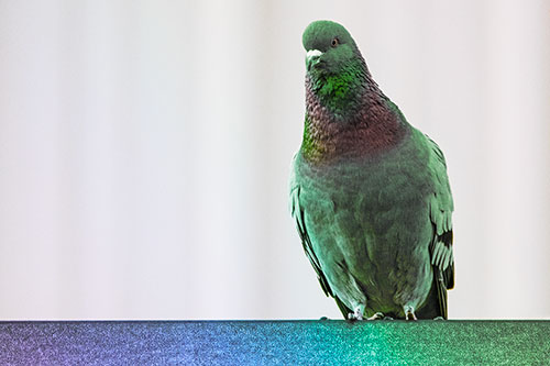 Pigeon Keeping Watch Atop Metal Roof Ledge (Rainbow Tint Photo)