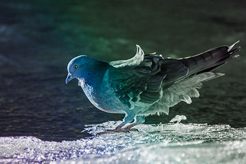Pigeon Peeking Over Frozen River Ice Edge (Rainbow Tint Photo)
