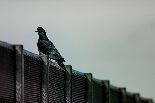 Pigeon Standing Atop Steel Guardrail (Rainbow Tint Photo)