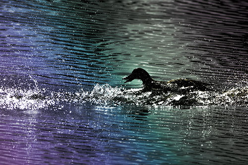 Playful Mallard Duck Gets Splashed Among Lake Horizon (Rainbow Tint)