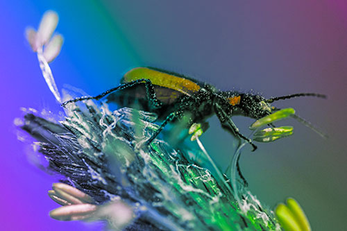 Pollen Covered Scarlet Malachite Beetle Hugging Flower Stem (Rainbow Tint)