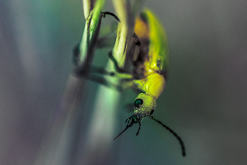 Pollen Faced Blister Beetle Hangs Onto Plant Stem (Rainbow Tint)