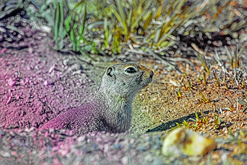 Prairie Dog Emerges From Dirt Tunnel (Rainbow Tint Photo)