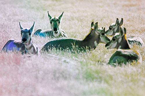 Pronghorn Herd Rest Among Grass (Rainbow Tint Photo)
