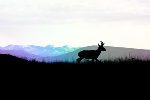 Pronghorn Silhouette On The Prowl (Rainbow Tint Photo)