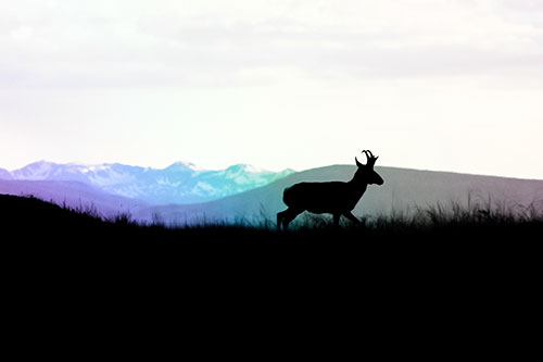 Pronghorn Silhouette On The Prowl (Rainbow Tint)