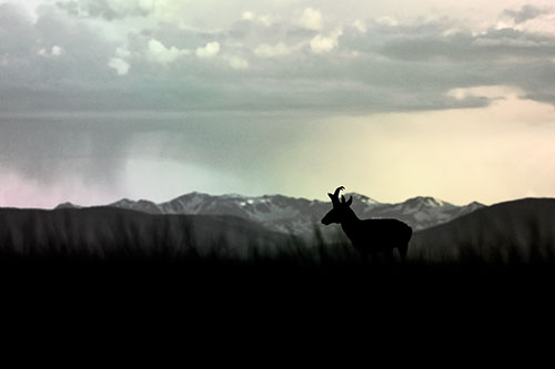 Pronghorn Silhouette Overtakes Stormy Mountain Range (Rainbow Tint)