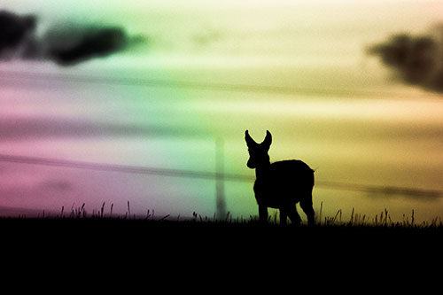 Pronghorn Silhouette Watches Sunset Atop Grassy Hill (Rainbow Tint Photo)
