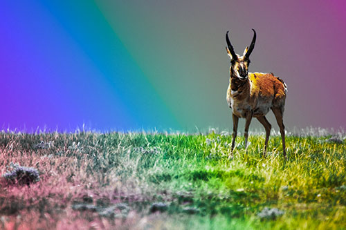 Pronghorn Standing Along Grassy Horizon (Rainbow Tint Photo)