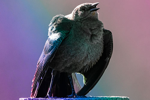 Puffy Female Grackle Croaking Atop Wooden Fence Post (Rainbow Tint Photo)