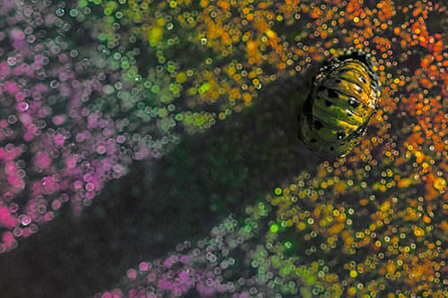Pupa Convergent Lady Beetle Casts Shadow Among Sparkles (Rainbow Tint Photo)
